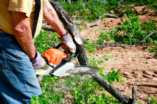 Trusted Moundsville, WV Tree Services Experts